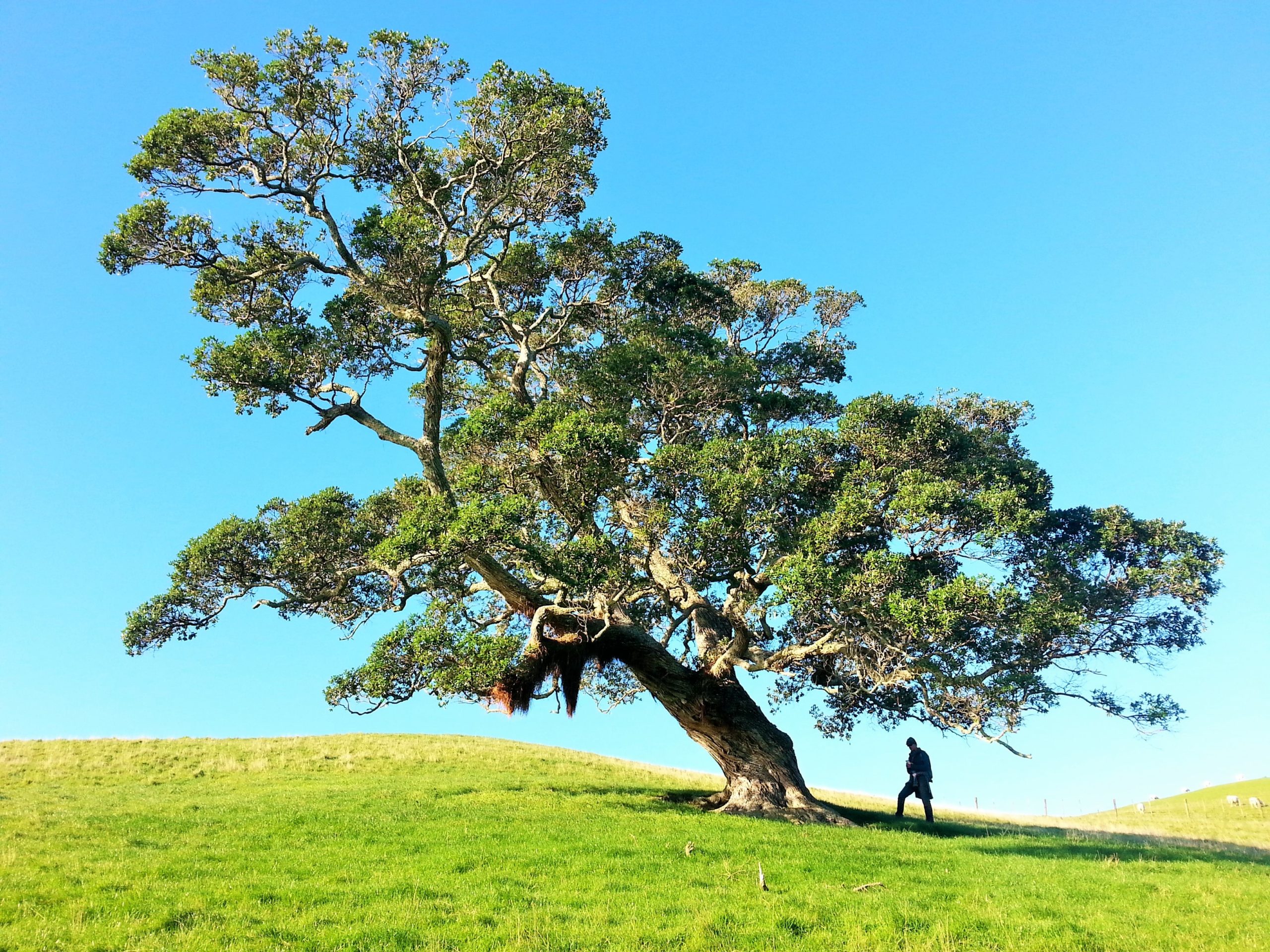 Tree on the hill