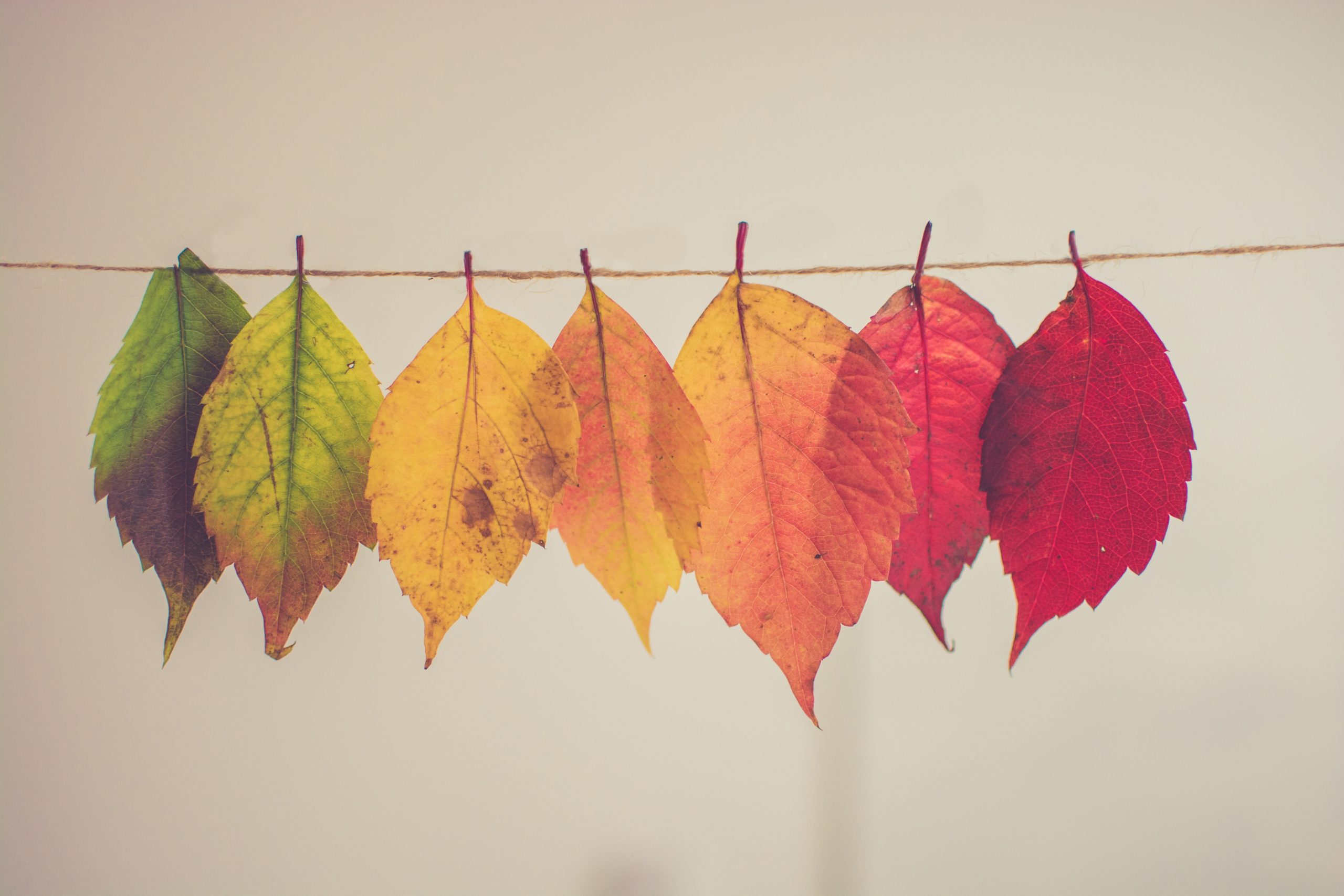 Hanging leaves