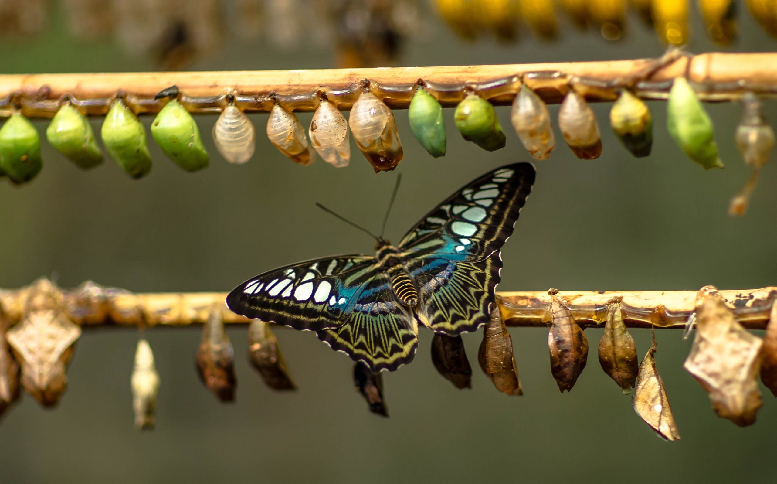 Butterfly cocoons